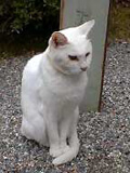 哲学猫