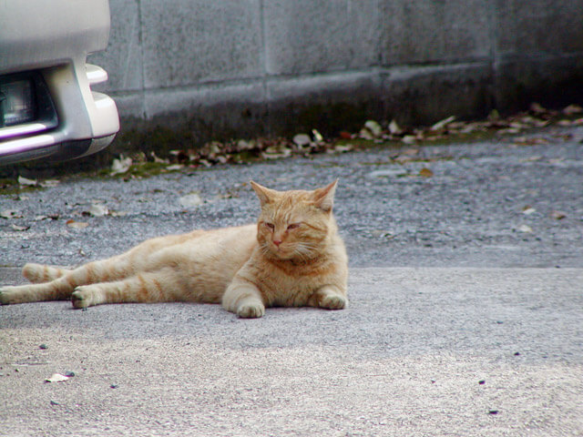 駐車場に猫