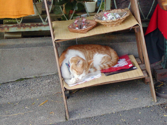 ねんねこ家の店員、いや店長か