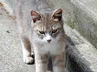 酒田の猫。あまり歓迎されてない