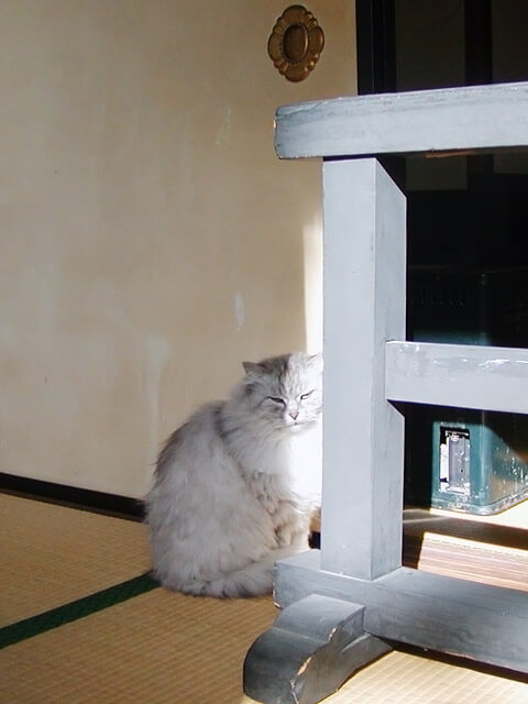 大樹寺の上品な猫