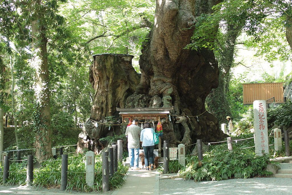来宮神社 静岡のパワースポット ぱわすぽ日和