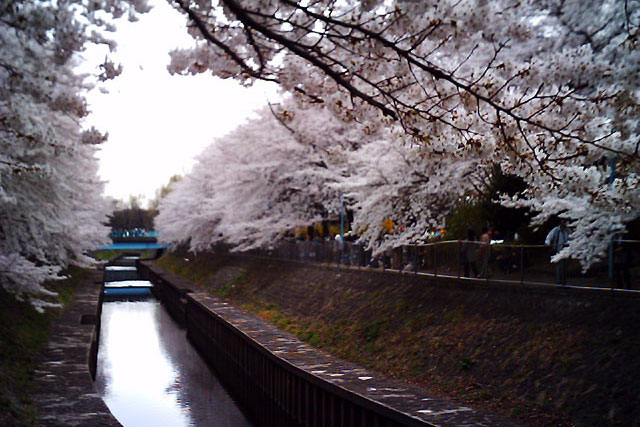 善福寺川イメージ