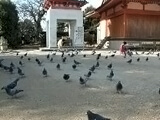 防府天満宮で鳩に惑う