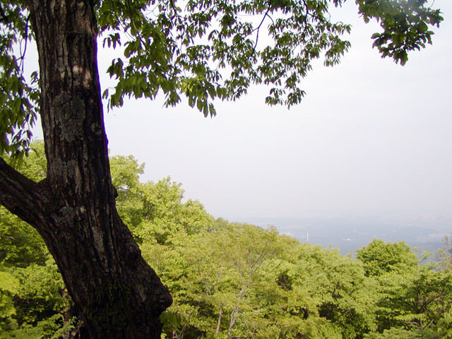 山頂付近からの眺め