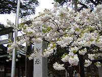 鶴岡公園にはまだ桜が
