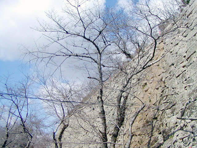 桜にはまだ早い津山城跡