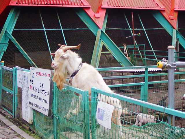 宝登山小動物公園（ヤギ）