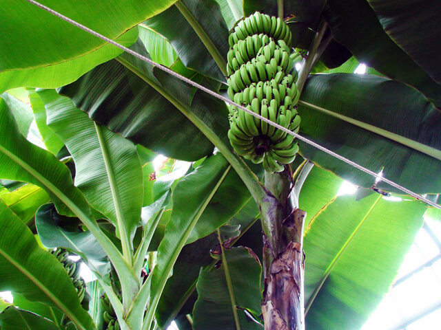 バナナワニ園たるバナナ