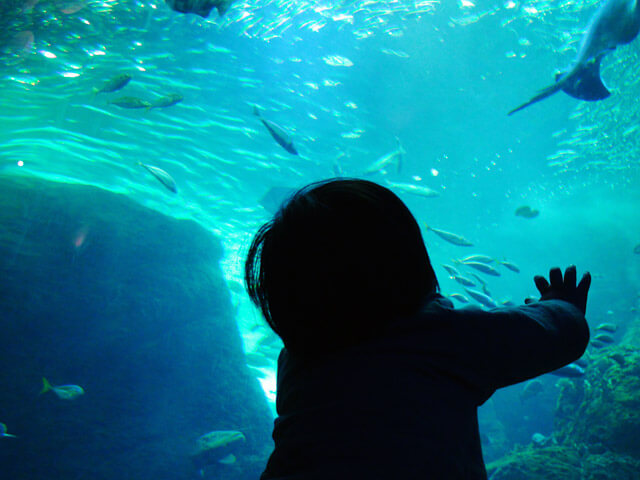 新江ノ島水族館。おさかなさんがいっぱいだねー