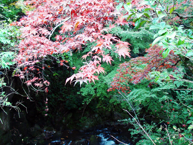 万葉公園の紅葉