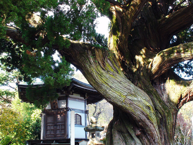 城願寺のビャクシン